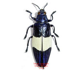 Chrysochroa castelnaudi (Malaysia)
